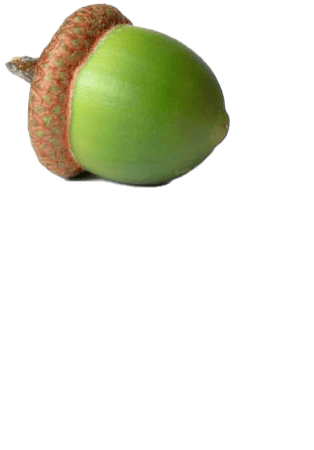 OWA-DRT-single green acorn-icon vertical