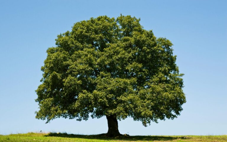 Large tree on a grassy hilltop.